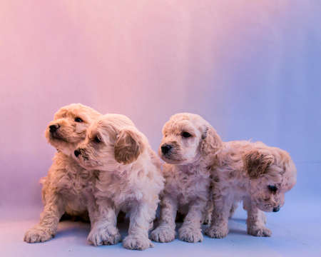 Four mini toy poodles playing, with white backgroundの写真素材