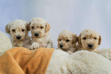Four mini toy poodles playing with dog stuffed, on a white background