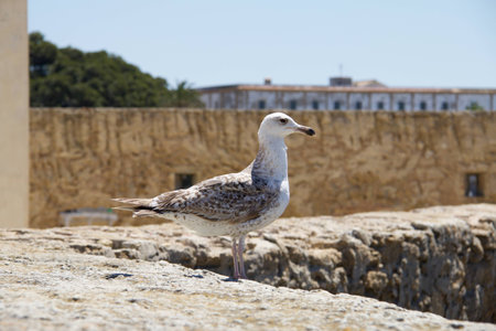 Seagullの写真素材