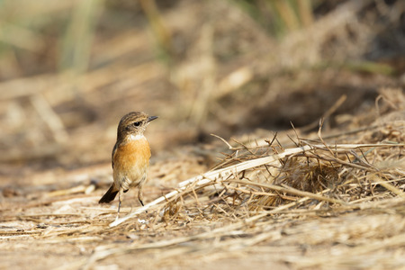 Siberian Stonechat or Saxicola Maurus in a farm in Bahrainの写真素材