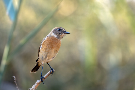 Siberian Stonechat or Saxicola Maurus in a farm in Bahrainの写真素材
