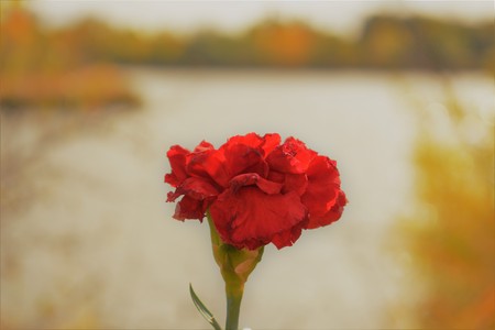 flowerの写真素材