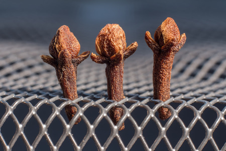Three Cloves (Syzygium aromaticum) on a metal gridの写真素材