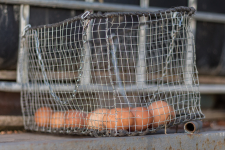 Brown eggs in a vintage metal basketの写真素材