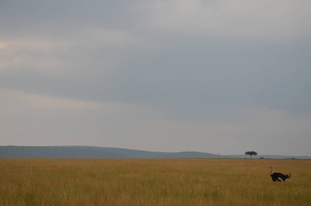 Alone ostrich in the savannah, in Kenya, Africa の写真素材