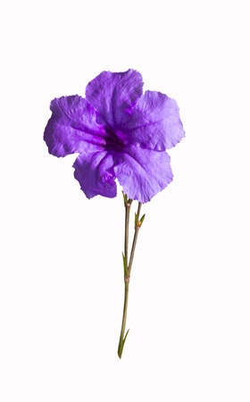 Violet flower with stem isolated on white backgroundの写真素材