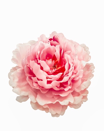 Artificial rose flower isolated on white backgroundの写真素材