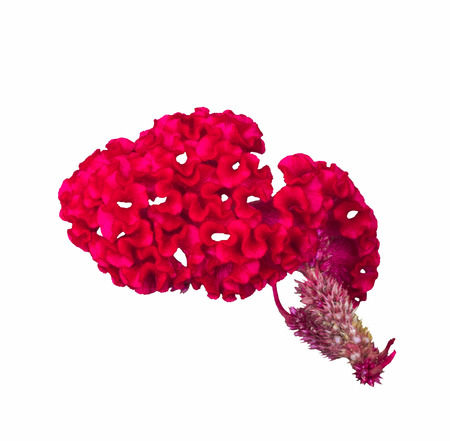Red cockscomb flower isolated on white background
