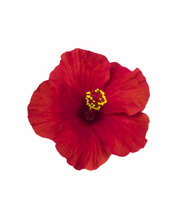 Beautiful red hibiscus flower isolated on white with clipping pathの写真素材
