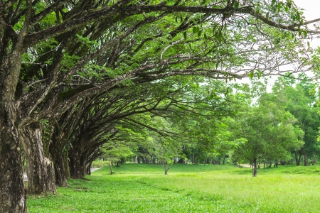 Closeup tree lined with green grass backgroundの写真素材