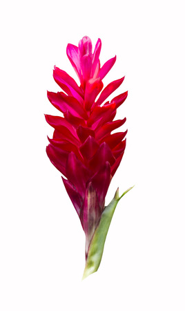 Red ginger with leaf isolated on white background   Clipping path の写真素材