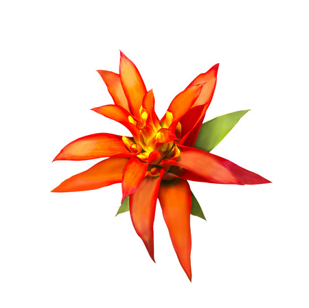 Red and yellow Aechmes Fasciata Bromeliad isolated on white with clipping pathの写真素材