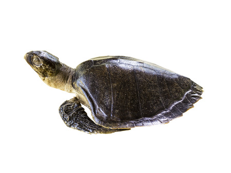 Leatherback Sea Turtle  Dermochelys coriacea  isolated on white with clipping path