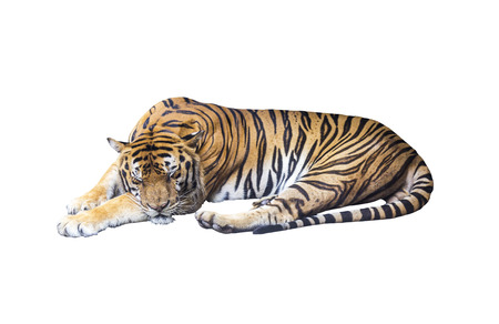 Sleeping tiger on white background with clipping pathの写真素材