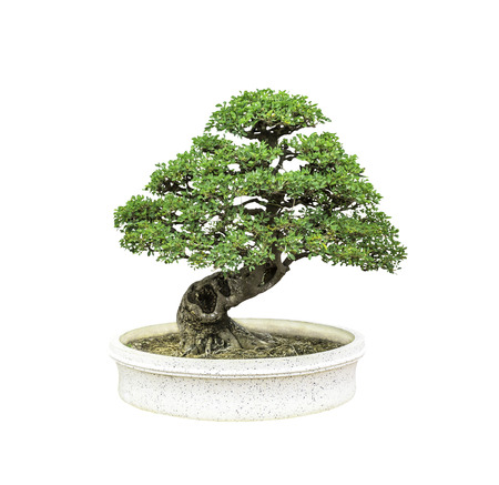 Bonsai tree in pot isolated on white backgroundの写真素材