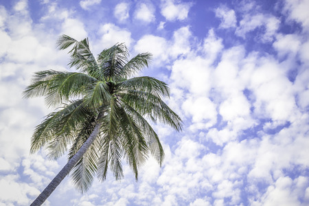 Coconut tree under blue sky and fluffy cloudsの写真素材