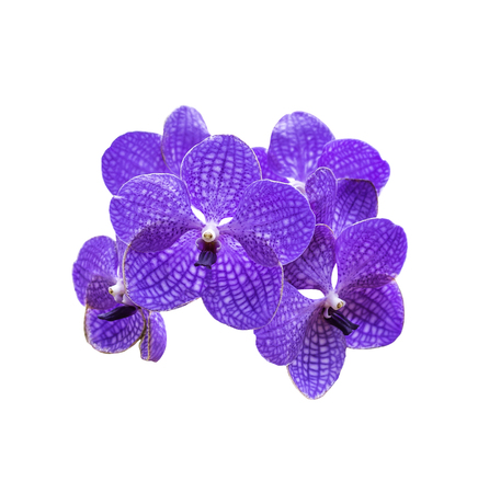 Magenta orchid flowers isolated on white backgroundの写真素材