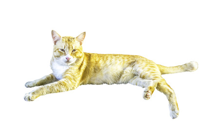Cat isolated on white backgroundの写真素材