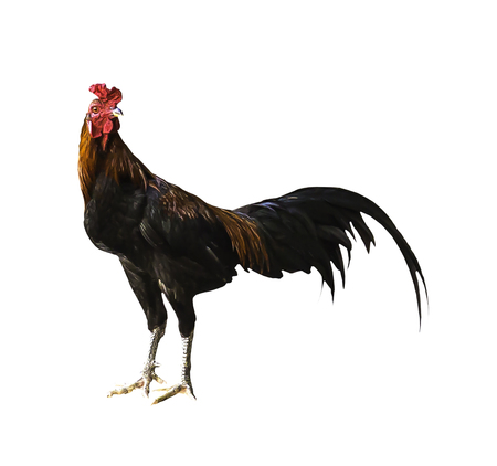 Chicken isolated on white with clipping pathの写真素材