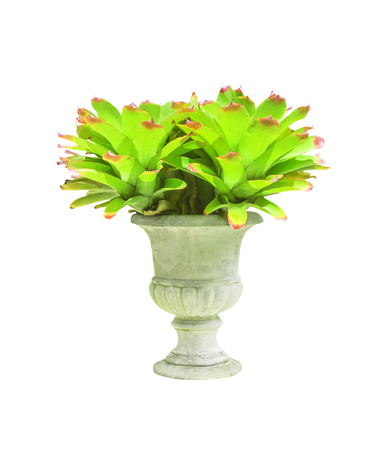 Bromeliad in concrete pot isolated on white with clipping pathの写真素材