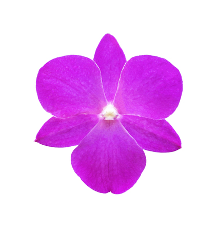 Single pink orchid flower isolated on white with clipping pathの写真素材