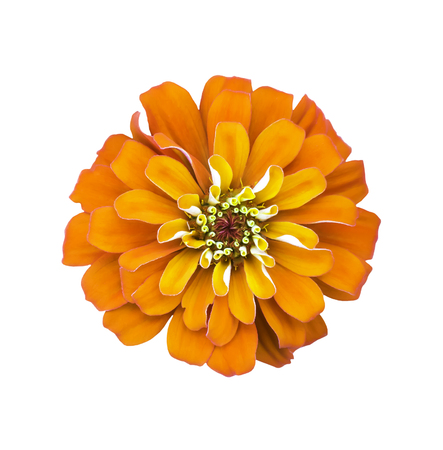 Orange flower isolated on white backgroundの写真素材