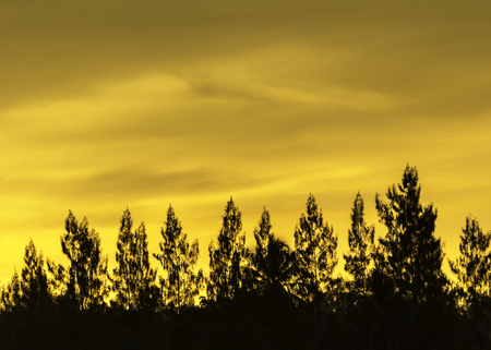 Beautiful sunset with orange clouds behind treesの写真素材
