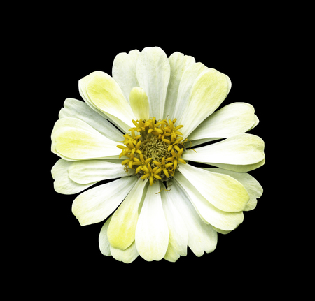 Yellow flower isolated on blackの写真素材