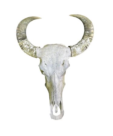 Buffalo skull isolated on whiteの写真素材