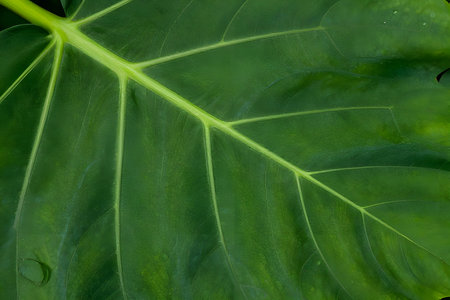A close-up view of the deeply saturated, glossy surface of a large green leaf. The prominent central midrib and parallel secondary veins create a striking structural pattern.の写真素材