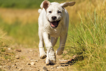 A young dog Labrador puppy - runs on a meadow in the sun with a smiling face - Funny dog ??in Actionの写真素材