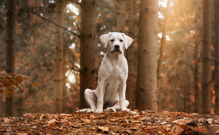 White Labrador dog sitting in the forest in an autumn walk - puppy love