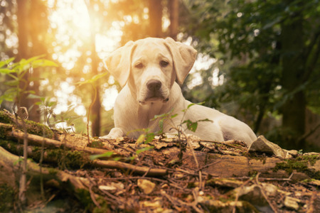 white labrador puppy dog in the forest while sunset