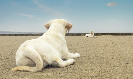 two cute labrador dog puppies lying on the beach an looking at each otherの写真素材
