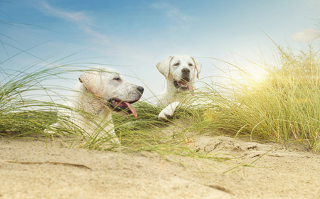 two cute little labrdor dog puppies on dunes at beach on an island during sunsetの写真素材