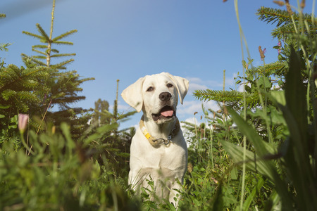 A cute little labrador retriever dog puppy in a field with trees and weedの写真素材