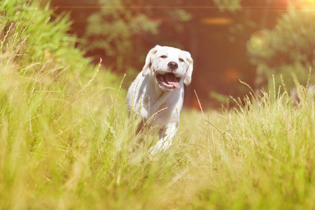 young labrador dog puppy running with funny face grimaceの写真素材