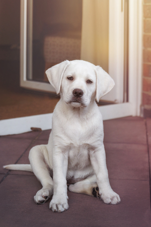 Sweet little white puppy - labrador retriever puppyの写真素材