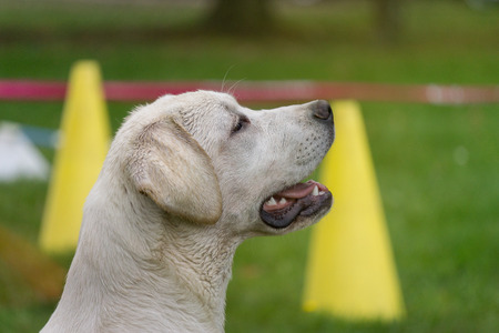young labrador dog listening to commando in school educationの写真素材