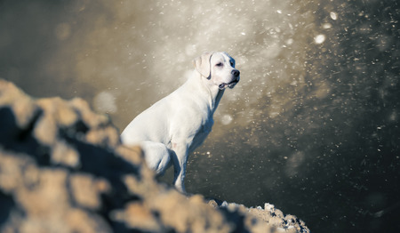 young labrador retriever dog puppy on a hill - abstract stormy background