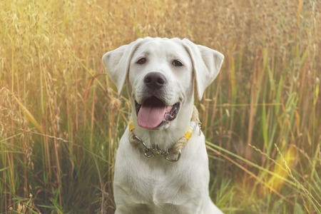 white labrador retriever dog puppy with pretty face in front of a fieldの写真素材