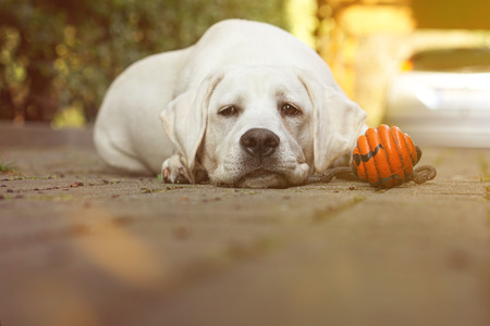 cute young dog with toy after a game totally exhaustedの写真素材