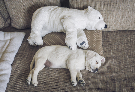 cuddly toy of polar bear and a white labrador puppy side by side