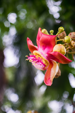 Shorea robustaの写真素材