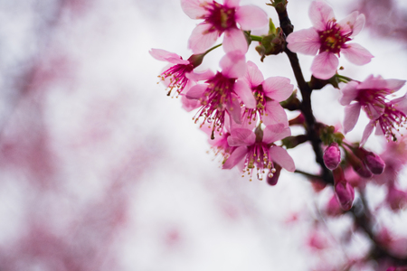 Wild Himalayan Cherry in thailandの写真素材