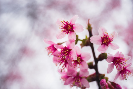 Wild Himalayan Cherry in thailandの写真素材