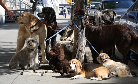 Rest of dogs near a tree of Dog Walkers in New Yorkの写真素材