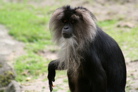 A Lion-tailed macaque With His eyes lost in the distance