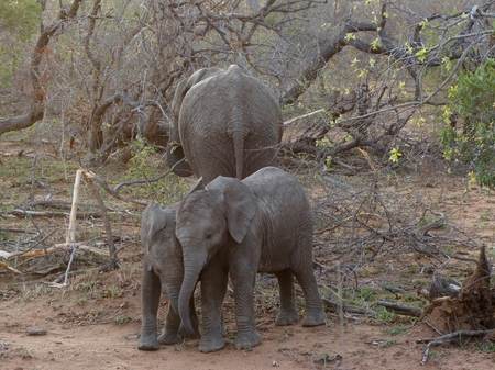 Baby elephant playing with other elephants in the savannah ? ? ?,? "South Africaの写真素材