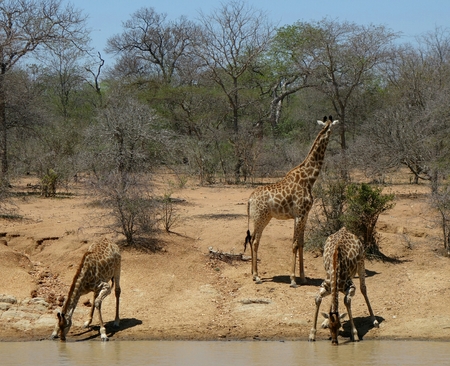 thirsty baby giraffes drinking water in the Savanna ? ? ? ? ?, ?? "South Africaの写真素材